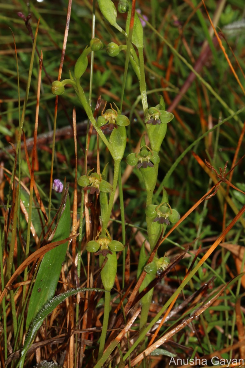 Habenaria acuminata (Thwaites) Trimen